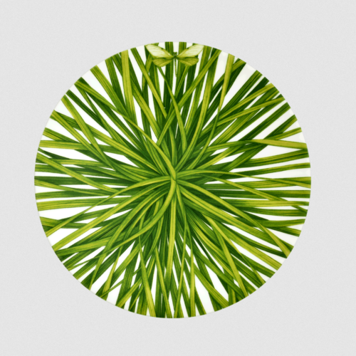 Salad Plate - Life in Green Collection in Fine Bone China